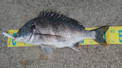 マイクロベイトを求めて