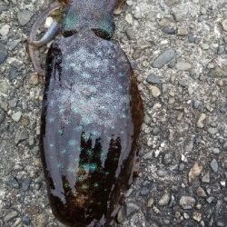 数釣りエギング