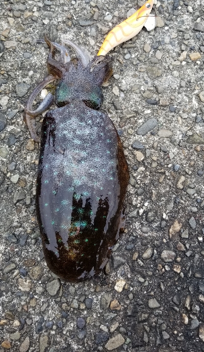 数釣りエギング