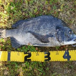 デイゲームにて。