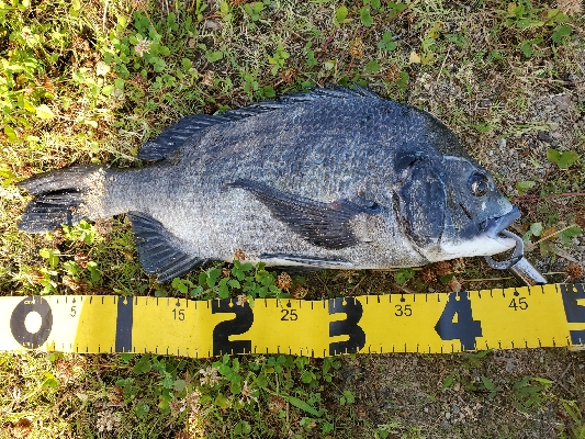 デイゲームにて。