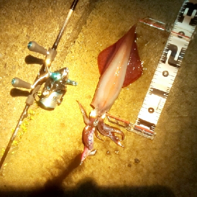 エギング時々ロック