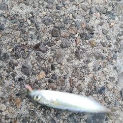 今日もサバゲーでした