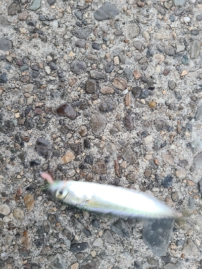 今日もサバゲーでした