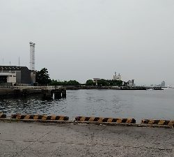 産卵後のクロダイ復活