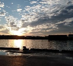 隔週でクロダイのはずが