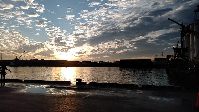 隔週でクロダイのはずが