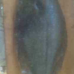 ヒラスズキ狙いが