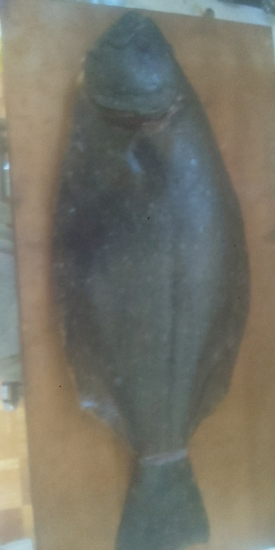 ヒラスズキ狙いが