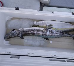 久しぶりの投稿です