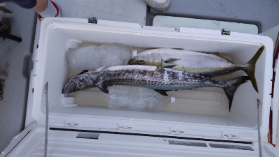 久しぶりの投稿です