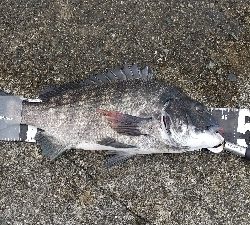 フラット狙いなのに。。。