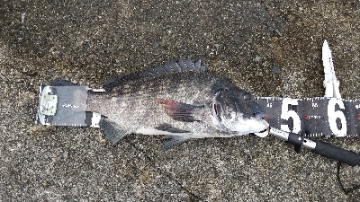 フラット狙いなのに。。。