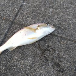 泳がせ釣り