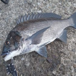 ¥ちょいと掛かるが、浮きフカセ