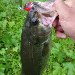 減水の津久井湖おかっぱり