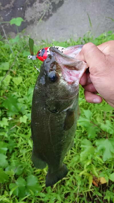 減水の津久井湖おかっぱり