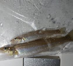 今年はじめましての釣果