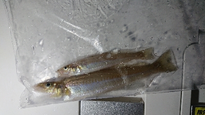 今年はじめましての釣果