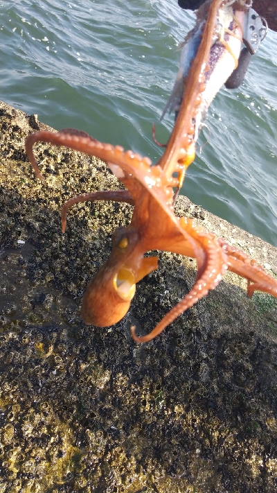 昼からでも行けます