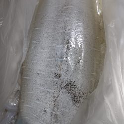 春イカ…もう夏イカ?