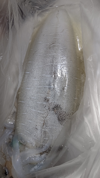 春イカ…もう夏イカ？