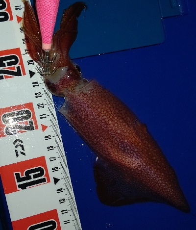 ツツイカ攻略？