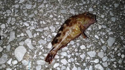 祝！初アコウ！