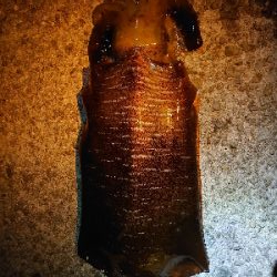 やったぜ!アオリ自己新!!