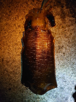 やったぜ!アオリ自己新!!