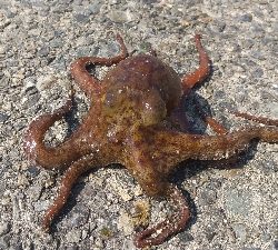 とりあえずボウズ逃れ