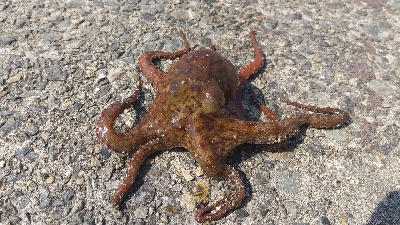 とりあえずボウズ逃れ