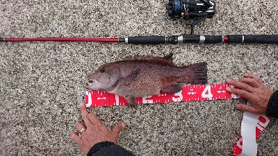 淡路島でのコブダイ釣り
