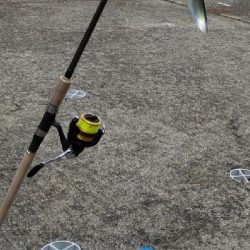 サビキで小サバと豆アジ