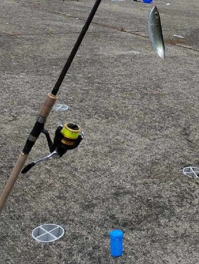 サビキで小サバと豆アジ