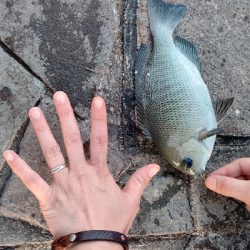 新居海釣り公園にて