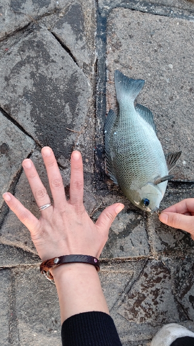 新居海釣り公園にて