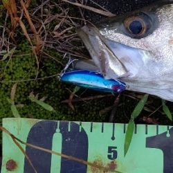 リバーシーバス