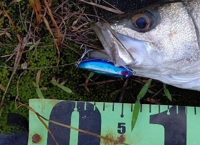 リバーシーバス