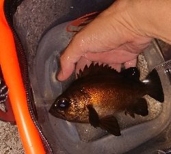 メバリング終わり? 小鯖湧きすぎ