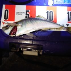 アジングの予定がマイカパーティ