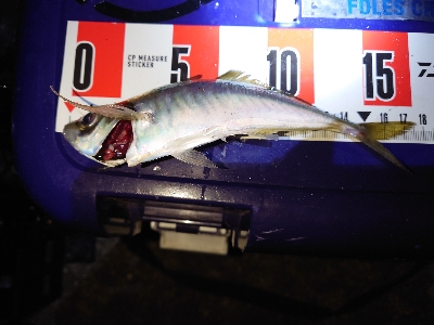 アジングの予定がマイカパーティ