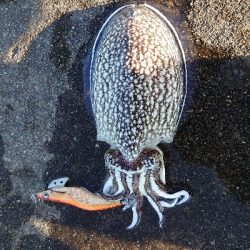 モンゴウには会えず