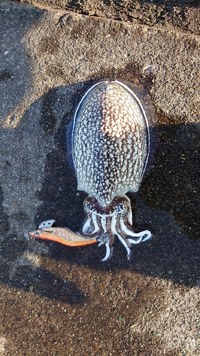 モンゴウには会えず