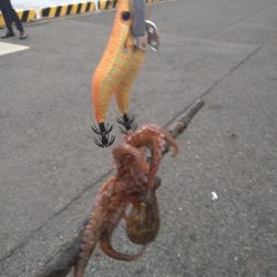 大物かと思いきや