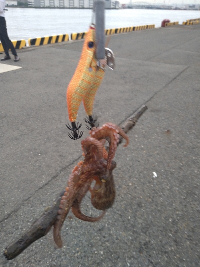 大物かと思いきや