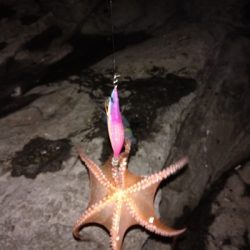 春終盤エギング