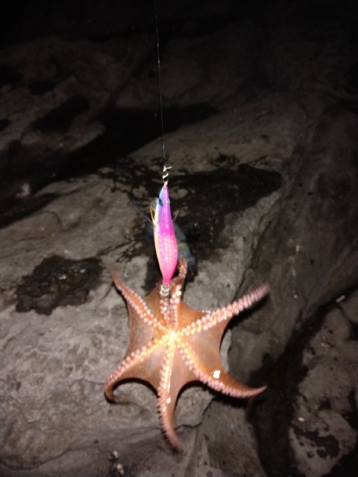 春終盤エギング