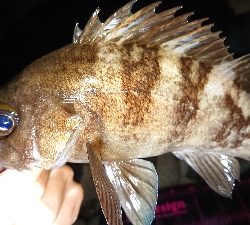 ゴロタでメバル(渋)