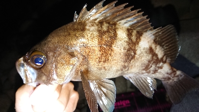 ゴロタでメバル(渋)